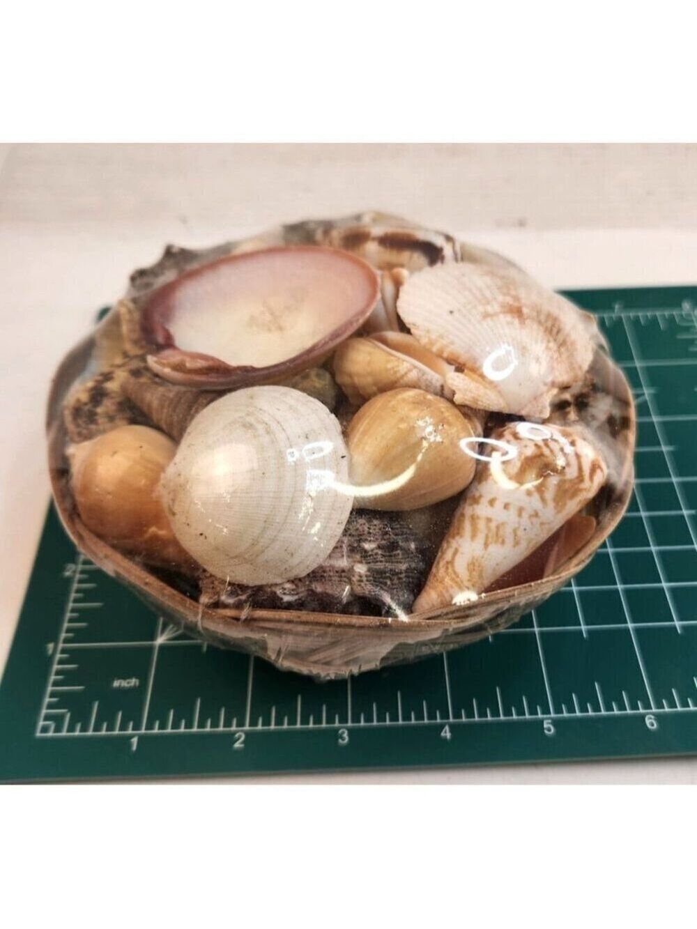 Seashell Basket Set 2 Decorative 5" x 3" - Picture 2 of 9